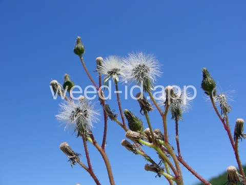 hawkweed, yellow